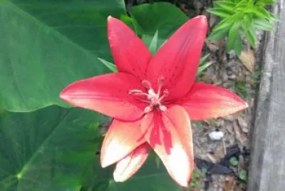 Flower