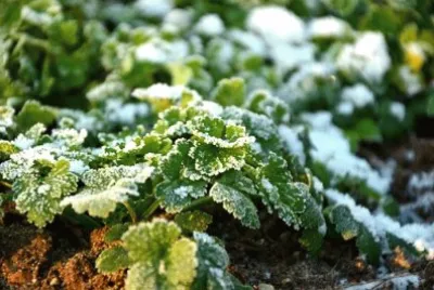 Imagem jigsaw puzzle