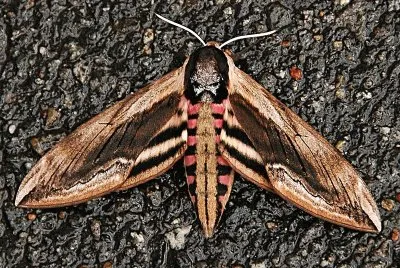 Sphinginae