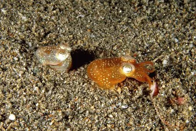Euprymna scolopes