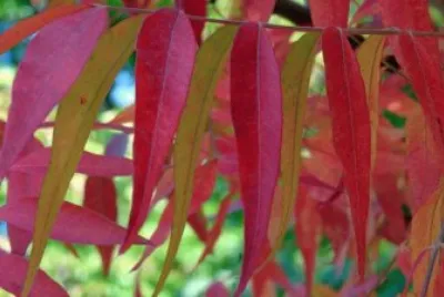 Imagem jigsaw puzzle