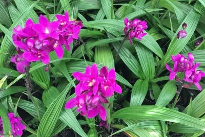 Imagem jigsaw puzzle