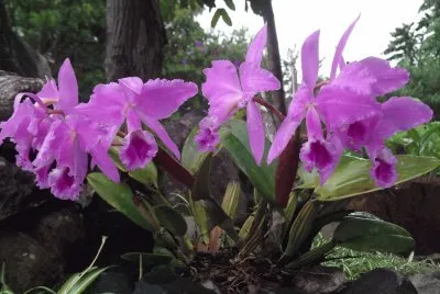 Imagem jigsaw puzzle