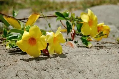 Imagem jigsaw puzzle