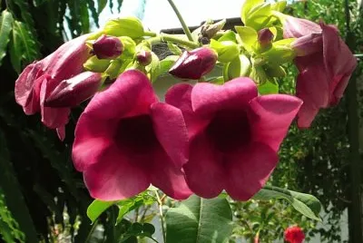 Imagem jigsaw puzzle