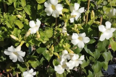 Imagem jigsaw puzzle