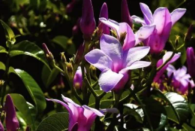 Imagem jigsaw puzzle