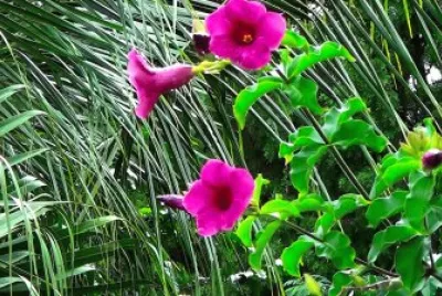 Imagem jigsaw puzzle