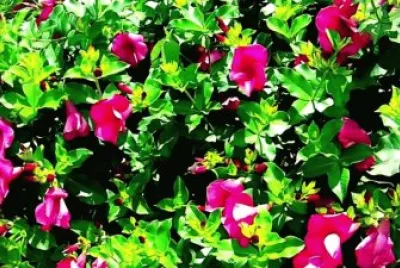 Imagem jigsaw puzzle