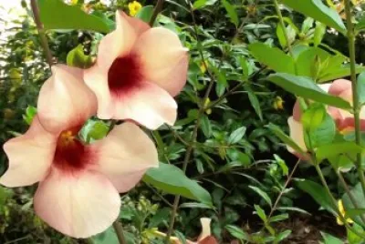 Imagem jigsaw puzzle