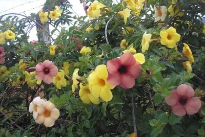 Imagem jigsaw puzzle