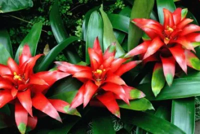 Imagem jigsaw puzzle