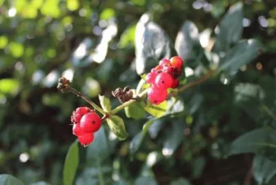 Imagem jigsaw puzzle