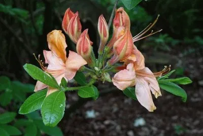 Imagem jigsaw puzzle