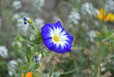 Imagem jigsaw puzzle