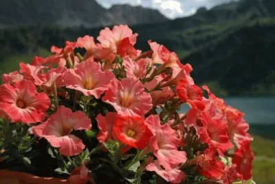 Imagem jigsaw puzzle