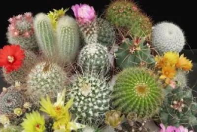 cactus