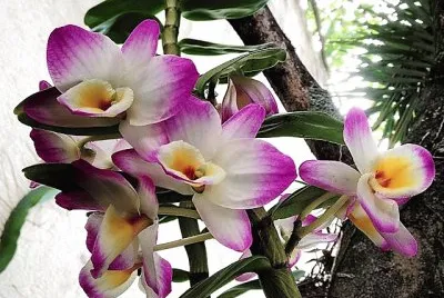 flores