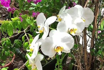 flores