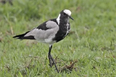 Pavoncella fabbro