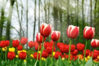 Imagem jigsaw puzzle