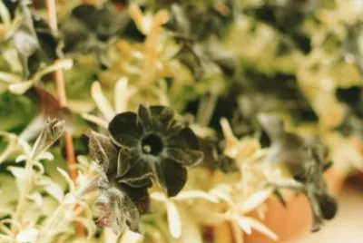 Imagem jigsaw puzzle