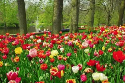 Imagem jigsaw puzzle