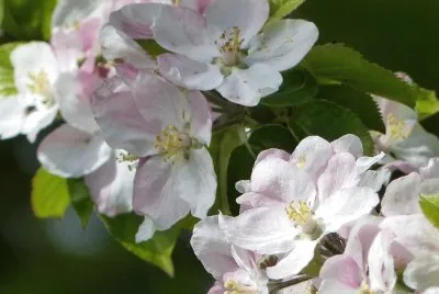 Fleurs de pommier