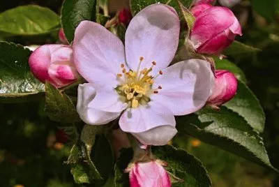 Fleurs de pommier