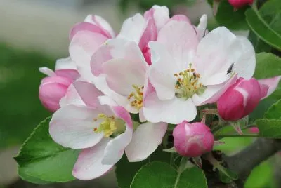 Fleurs de pommier