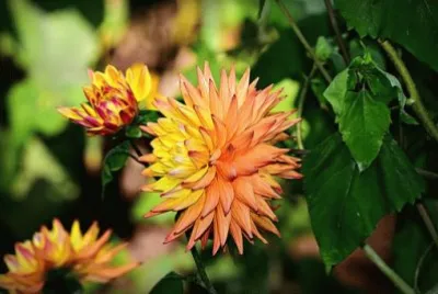 Imagem jigsaw puzzle