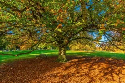 Imagem jigsaw puzzle