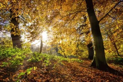 Imagem jigsaw puzzle