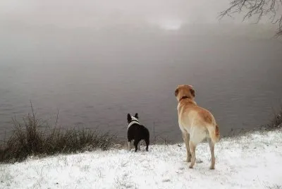 Chiens aux MontagnÃ©s