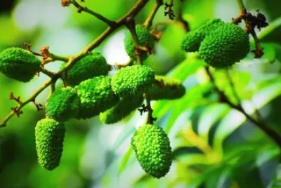 Imagem jigsaw puzzle