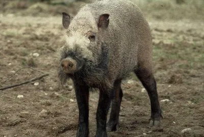 Maiale barbuto del borneo
