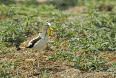 Pavoncella testabianca jigsaw puzzle