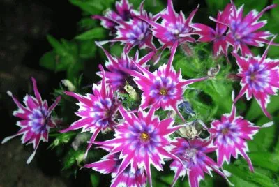 Phlox