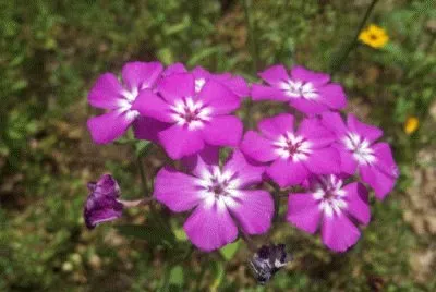 Phlox