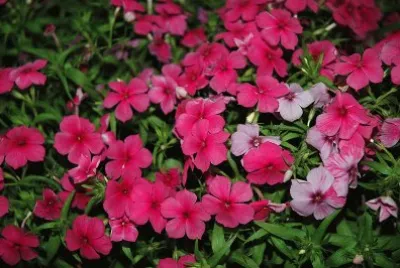 Phlox