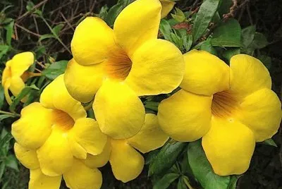 flores