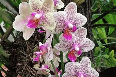 flores