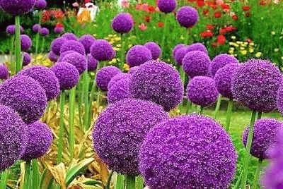 פאזל של flores