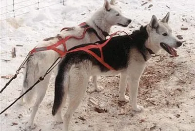 Seppala siberian sleddog