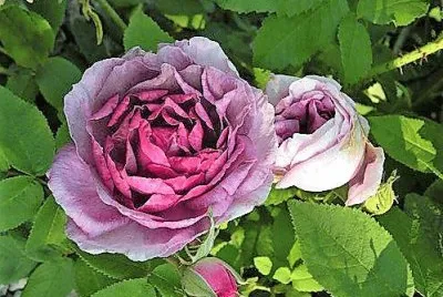 flores