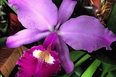flores
