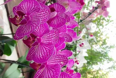flores