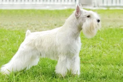 Schnauzer nano bianco