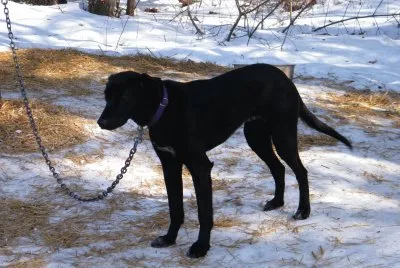Eurohound