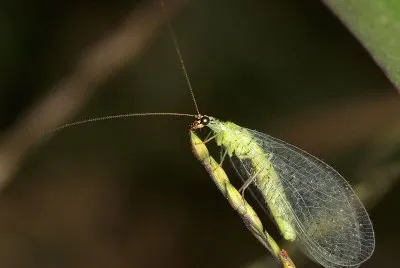 Cicalina della  flavescenza dorata